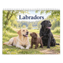 Labradores e Filhotes de Labrador