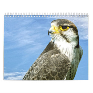 Calendário Lanner Falcon empacotado