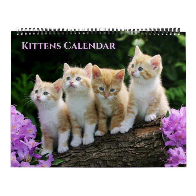 Calendário Large Size Kittens Calendar (Capa)