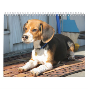 Calendário Lebreiro Calander