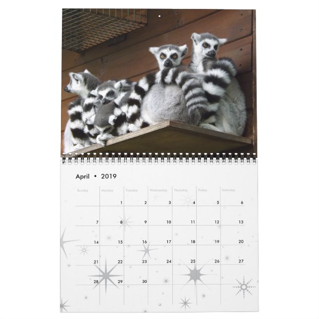 Calendário Lemur Wild Primate Bem-Vindo Para Casa Destino (Abr 2019)