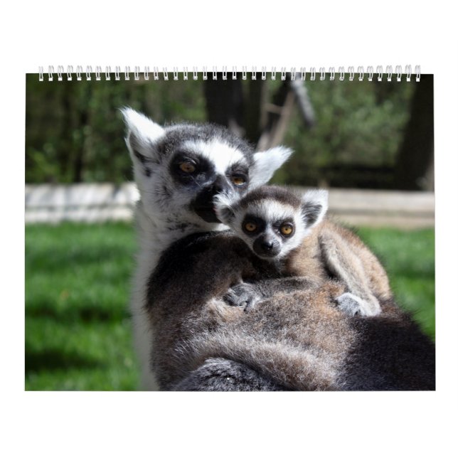 Calendário Lemurs de 2025 (Capa)
