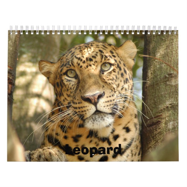 Calendário LeopardCheetaro013, leopardo (Capa)