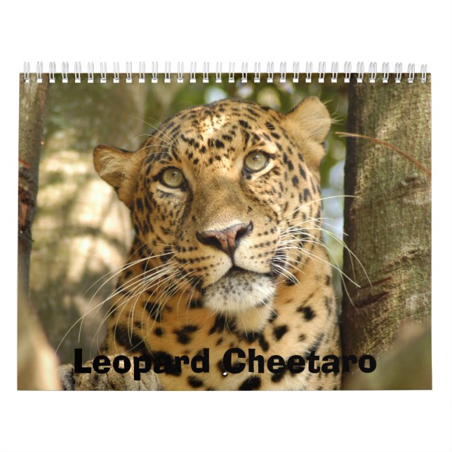 Calendário LeopardCheetaro013, leopardo Cheetaro (Capa)