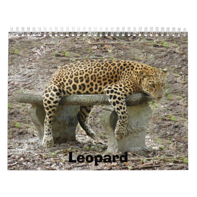 Calendário LeopardSundari_010, leopardo (Capa)