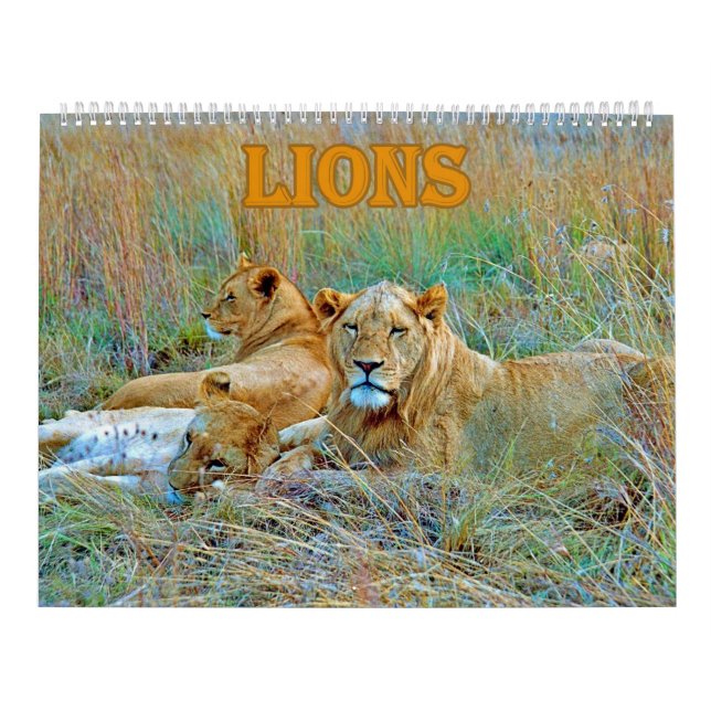 Calendário lion  (Capa)