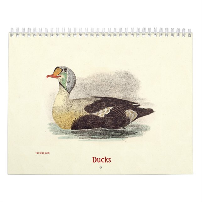 Calendário Litógrafos Patos - de Aves de Nova Iorque - (Capa)