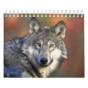 Calendário Lobos Lobos Na Fotografia Da Natureza