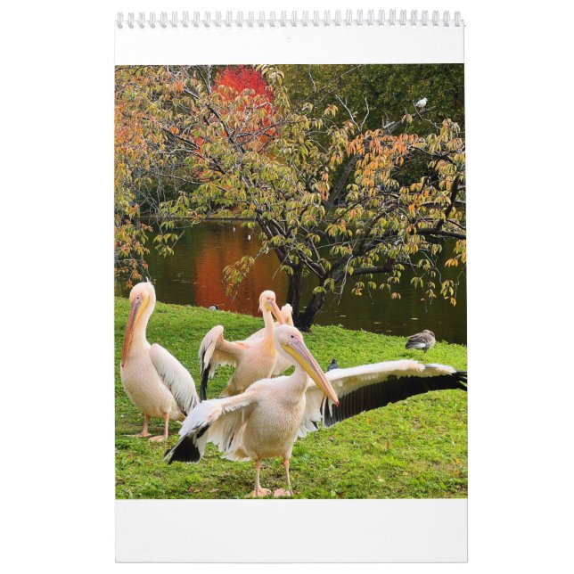 Calendário London Pelicans of St James's Park (Capa)