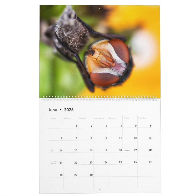 Calendário macro Eyed inseto da fotografia de 2019 (Jun 2026)