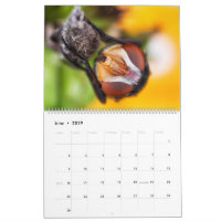 Calendário macro Eyed inseto da fotografia de 2019