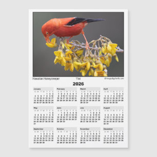 Calendário Magnético 5x7 2026 Iiwi Pássaro Havaian