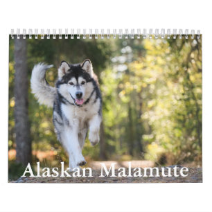 Calendário Malamute do Alasca