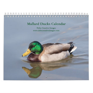 Calendário Mallard Ducks 2024