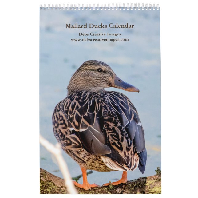 Calendário Mallard Ducks 2026 (Capa)