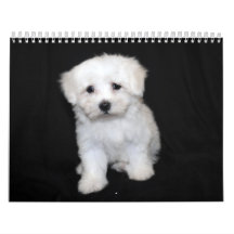 Calendário maltês & de Maltipoo do filhote de