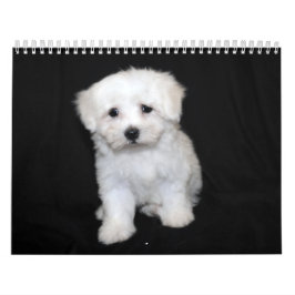 Calendário maltês & de Maltipoo do filhote de