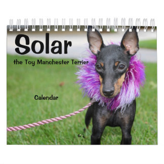 Calendário Manchester Terrier Small 2021 Calendar A