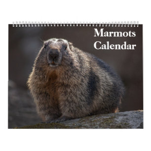 Calendário Marmots 2025