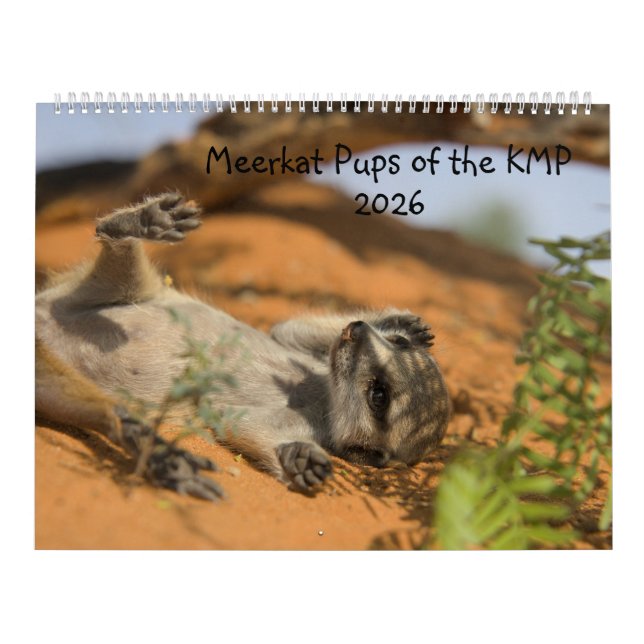 Calendário Meerkat Pups of the KMP 2026 Calendar (Capa)