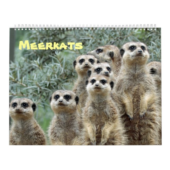 Calendário Meerkats (Capa)
