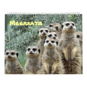 Calendário Meerkats