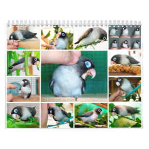 Calendário Memória Pocky do doce do lovebird