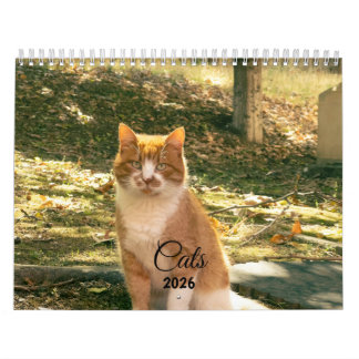 Calendário Modern Cute Funny Pet Kitten Cat Photos Calendar