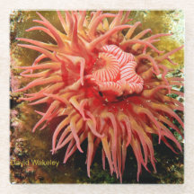 Calendário Noroeste de 2023 Porta copos de vidro