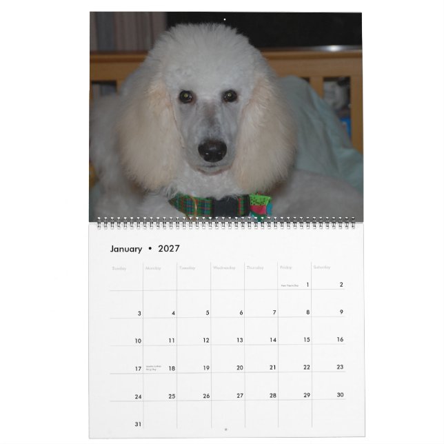 Calendário Nossos Bons Poodles Padrão 2011 (Jan 2027)