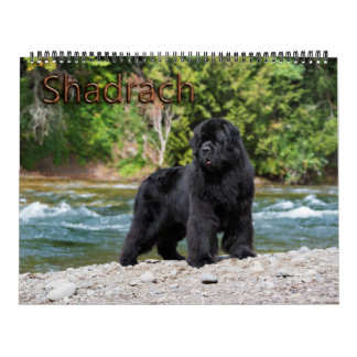 Calendário Notta Bear Newfoundlands Ano de Shadrach