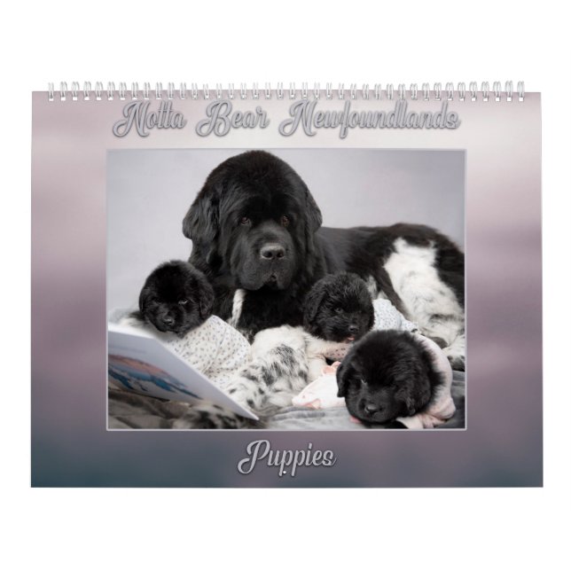 Calendário Notta Bear Terra Nova Ano dos Puppies (Capa)