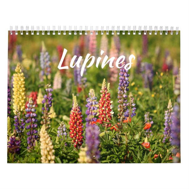 Calendário O Mundo das Lupinas (Capa)