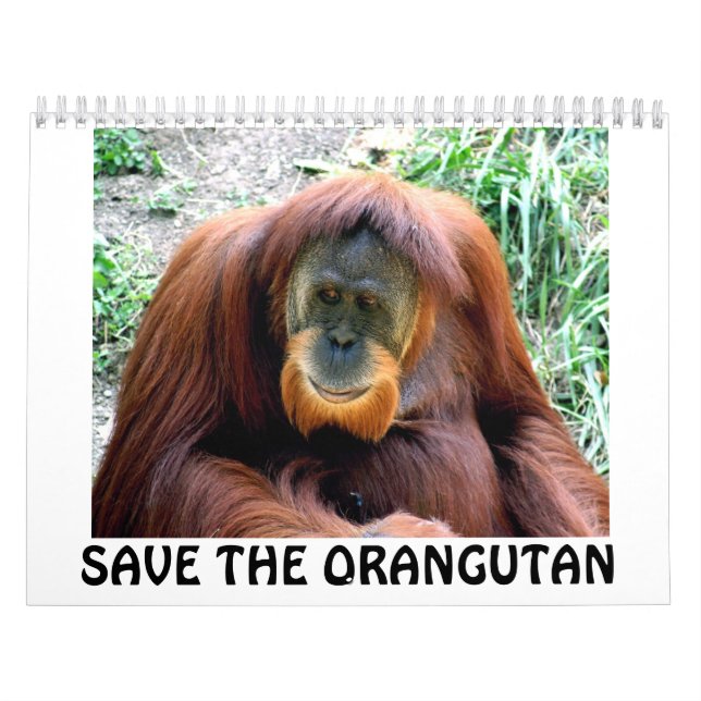 Calendário o orangotango, SALVAR O ORANGOTANGO (Capa)