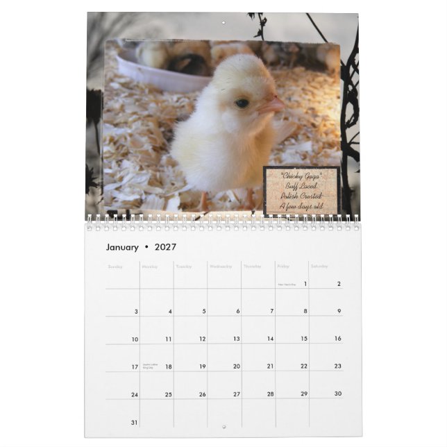 Calendário obsessivo da desordem da galinha (Jan 2027)