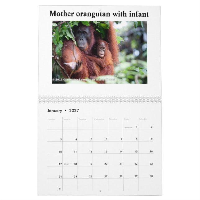 Calendário Orangotango (Jan 2027)