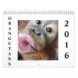 Calendário Orangotango na floresta húmida