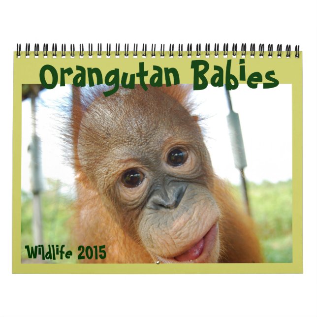 Calendário Orangutan Babies (Capa)
