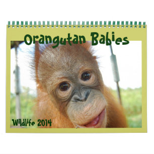 Calendário Orangutan Babies