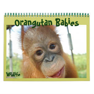 Calendário Orangutan Babies
