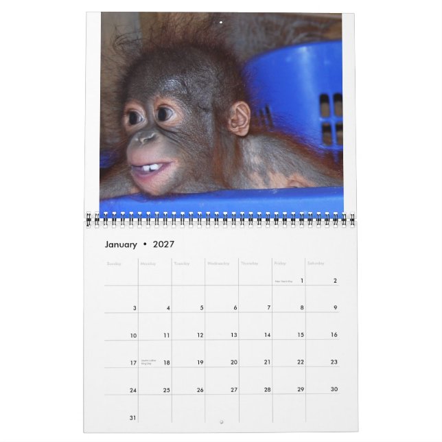 Calendário Orangutan Babies (Jan 2027)