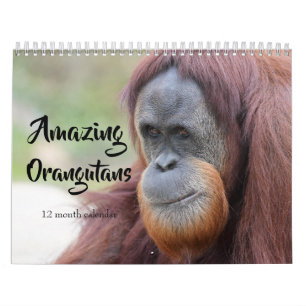 Calendário Orangutanos incríveis 2025