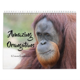 Calendário Orangutanos incríveis 2026