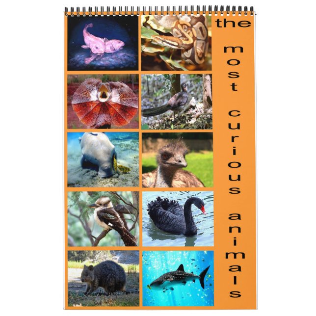 Calendário Os 12 animais mais curiosos do planeta (Capa)