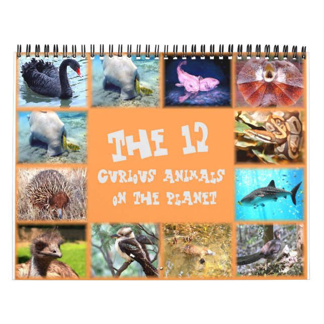 Calendário Os 12 animais mais curiosos do planeta (Capa)