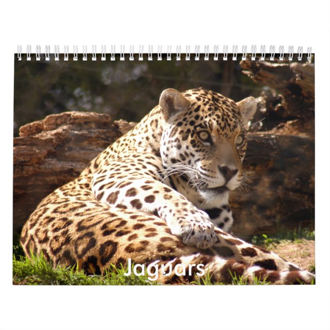 Calendário Os jaguares Calendar, jaguares (Capa)