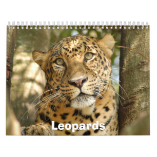 Calendário Os leopardos Calendar, leopardos
