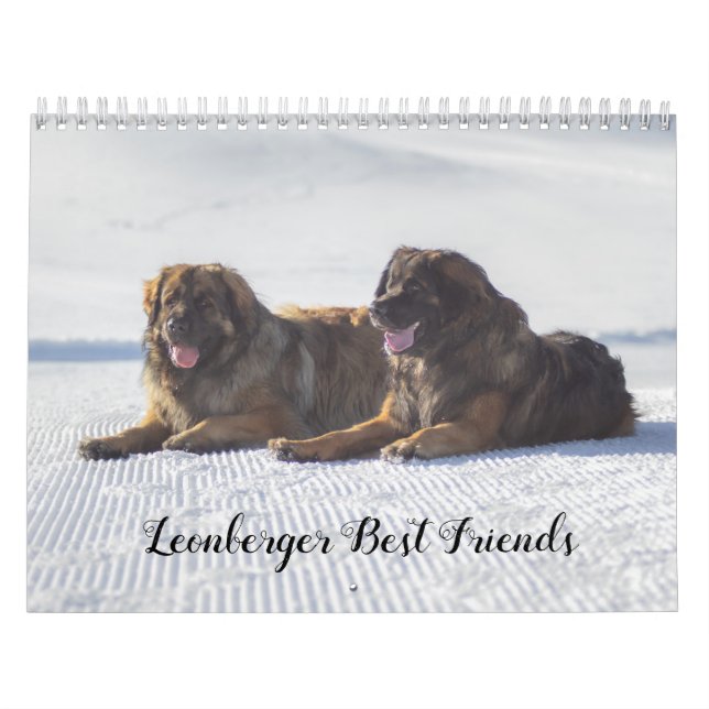 Calendário Os Melhores Amigos De Leonberger (Capa)