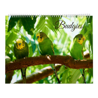 Calendário Pássaro Parakeet Bird em orçamentos coloridos