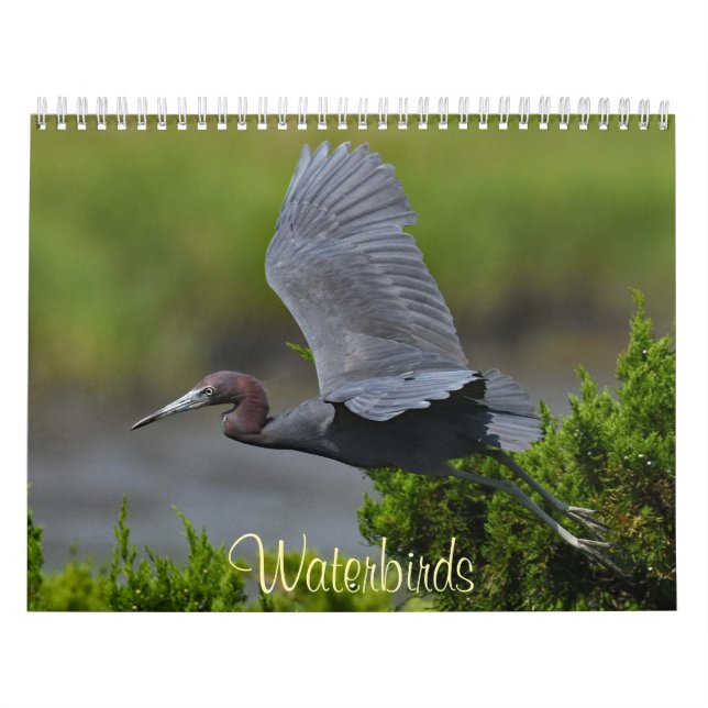 Calendário Pássaros aquáticos 4 (Capa)